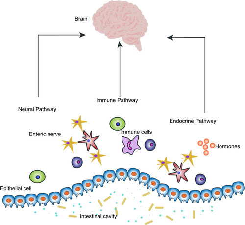 Figure 3 Pathways of communication between the neuronal–glial–epithelial unit and the brain. The neural pathway, immune pathway and endocrine pathway are three main pathways that exist between the gut and brain, which microbiota can modulate the gut–brain axis.