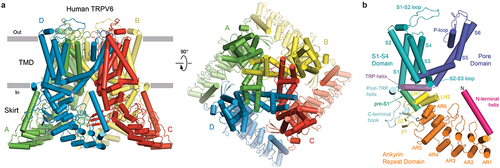 Figure 1. TRPV6 architecture and domain organization. a, side (left) and top (right) views of human TRPV6 tetramer (PDB ID: 7S88), with subunits (A-D) shown in different colors (green, yellow, red, and blue). b, a single TRPV6 subunit, with domains shown in different colors and labeled. Adapted from [Citation62].