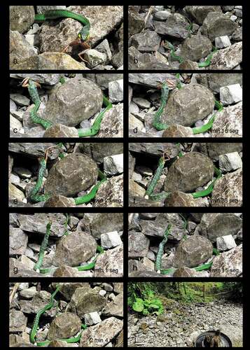 Figura 3. Detalles del comportamiento predatorio e ingestión de Chironius monticola sobre Pristimantis w-nigrum, se señalan los tiempos correspondientes de cada observación en minutos (min) y segundos (s): a (18 s), b (59 s), c (1 min 8 s), d (1min 16 s), e (1 min 25 s), f (1 min 38 s), g (2 min 1 s), h (2 min 15 s), i (2 min 48 s), j (3 min 16 s). Video y fotos por Salomón Ramírez-Jaramillo