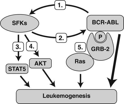 Figure 1. SFKs directly interact with BCR-ABL resulting in (1) activation of SFKs Citation[17],Citation[18],Citation[25] and (2) augmentation of BCR-ABL kinase activity Citation[49]. Activated SFKs work cooperatively with BCR-ABL in facilitating the growth and progression of leukemia Citation[48],Citation[50],Citation[51]. Several downstream effectors of SFKs have been proposed to mediate the proleukemic effects, such as (3) STAT5 Citation[50], which is known to activate genes involved in growth factor independence, differentiation, adhesion, and DNA repair Citation[36],Citation[52-54] and (4) AKT Citation[55], which is key in regulating cell proliferation and survival in BCR-ABL – dependent cells Citation[56]. (5) Active SFKs also phosphorylate certain tyrosine residues on BCR-ABL to create a binding site for GRB-2. This adaptor protein may link the BCR-ABL pathway to Ras, which is known to activate the MEK/ERK oncogenic signaling cascade Citation[17],Citation[48].