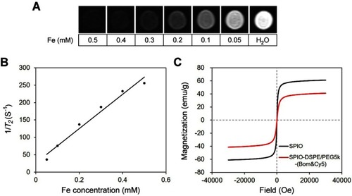 Figure 3 Relaxivity and magnetization measurement.Notes: (A) T2-weighted images of SPIO/DSPE-PEG5k-(Bom&Cy5) nanomicelle samples at different iron concentrations (3.0 T, spin-echo sequence: TR =5000 ms, TE =12 ms). (B) Chart of the change in 1/T2 values with Fe concentration. (C) Hysteresis loops of the SPIO nanoparticles (black) and SPIO/DSPE-PEG5k-(Bom&Cy5) nanomicelles (red) measured at 300 K.Abbreviation: SPIO, superparamagnetic iron oxide.