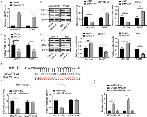 Figure 5. MALAT1 facilitated BCL11A expression through targeting miR-137. (a) miR-137 expression in MDA-MB-231 and BT-549 cells after sh-NC or sh-MALAT1 transfection was analyzed using RT-qPCR. (b) miR-137 expression in MCF-7 and T47D cells after oe-NC or oe-MALAT1 transfection was examined using RT-qPCR. (c) BCL11A and DNMT1 levels in MDA-MB-231 and BT-549 cells after sh-NC or sh-MALAT1 transfection were examined using western blot. (d) Western blot was performed to evaluate BCL11A and DNMT1 levels in MCF-7 and T47D cells after oe-NC or oe-MALAT1 transfection. (e) Bioinformatics database (Targetscan, https://www.targetscan.org/vert_71/) was employed to predict the binding site between MALAT1 and miR-137. (f-g) Dual-luciferase reporter assay and RIP assay were performed to verify the binding relationship between MALAT1 and miR-137. The measurement data were presented as mean ± SD. All of the tests in this study were conducted for three times. *P < 0.05, **P < 0.01, ***P < 0.001.