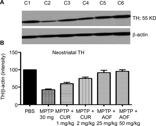 Figure 3 Immunoblot (A) and densitometry analysis (B) of striatal TH for mice treated with PBS (C1), MPTP 30 mg/kg (C2), MPTP + 1 mg/kg CUR (C3), MPTP + 2 mg/kg CUR (C4), MPTP + 25 mg/kg AOF (C5) or MPTP + 50 mg/kg AOF (C6).