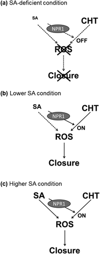 Figure 4. A scheme of interaction between chitosan (CHT) signaling and salicylic acid (SA) signaling in guard cells. (a) Salicylic acid (SA)-deficient condition; the chitosan signal pathway is not activated by SA. Consequently, chitosan cannot induce stomatal closure. (b) Lower SA condition; the chitosan signal pathway is activated by SA, which is mediated by NPR1. As a consequence, chitosan induces ROS production, resulting in stomatal closure. (c) Higher SA condition; SA activates both the SA signal pathway and the chitosan signal pathway. As a result, SA induces stomatal closure.