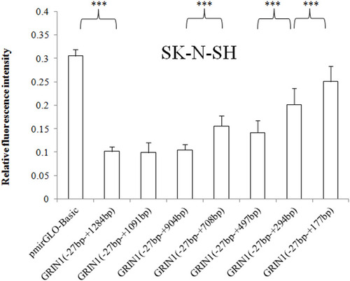 Figure 3 Relative fluorescence intensities of the pmirGLO basic vector and seven recombinant vectors with the 3ʹ end deletion in the SK-N-SH cell line. The relative intensity of the 3ʹUTR complete sequence ranging from − 27 bp to + 1284 bp was significantly decreased. The sequence +178 bp to +294 bp, +295 bp to +497, and +709 bp to +904 showed an inhibitory effect on protein expression in SK-N-SH cells. The relative fluorescence intensity is expressed as the mean ± standard deviation, and the difference in relative fluorescence intensity between adjacent sequences was determined by the least significant difference-t-test. ***p < 0.001.