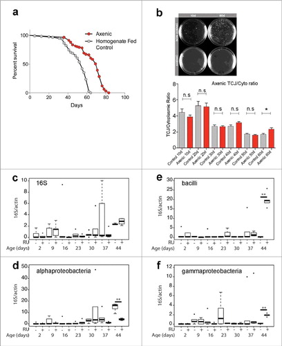 Figure 2. (a) Lifespan curves for Gli:GFP (DGRC 115332) female flies (raised on under axenic conditions (red) or control flies rasied under axenic conditions and then refed homogenized flies to reconstitute the intestinal microbiome (grey). T50 and total lifespan were significantly lower in controls, when compared with axenic. Data were analysed with a non-parametric log-rank (Mantel–Cox) test; ∗∗∗∗, P < 0.0001, represents a statistically significant difference. (b) MRS plates showing bacterial presence from cultured fly homogenates in non-axenic flies and total absence of bacterial colonies from axenic flies at 10do and 60do. TCJ/Cytoplasm fluorescence ratio for Gli in axenic flies shows no statistical differences until later time point d60 compared to control flies. Asterisks represent a statistically significant difference in an unpaired Student's t-test, two tailed, indicated by the corresponding bars (* = P<0,01). 10do Ctrl n = 21 midguts; 10do Axenic n = 20; 20do Ctrl n = 20; 20do Axenic n = 21; 30do Ctrl n = 20; 30do Axenic n = 20; 40do Ctrl n = 16; 40do Axenic n = 16; 50do Ctrl n = 20; 50do Axenic n = 20; 60do Ctrl n = 20; 60do Axenic n = 20. Each data point (n = midguts) represents an average fluorescence intensity ratio from 2–7 independent measurements per midgut and the error bars are the S.E.M range of those averages. (c-f) Alterations in microbiota composition are not linked to loss of TCJ. Targeted Gli is depleted from ECs using the 5966GS GAL4 ‘driver’, when flies are fed with the progesterone analogue RU486(RU+); addition of ethanol is used as a control (RU-). Bacterial levels assayed by qPCR at different time points, of the 16S ribosomal RNA gene in dissected intestines. With universal (c), Alphaproteobacteria (d), Bacilli (e) and Gammaproteobacteria (f) primers. No significant differences were detected in bacterial expression, after 2, 9, 16, 23, 30, 37 days post Gli-RNAi expression (RU+) compared to control (RU-). Only at day 44, significant changes were scored. Boxplots display the first and third quartile, with horizontal bar at the median and whiskers showing the most extreme data point, which is no more than 1.5 times the interquartile range from the box.∗∗  = P < 0.01, represent statistically significant difference.