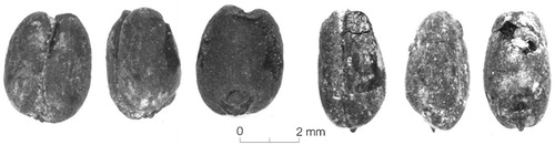 Figure 5. A free-threshing compact-eared wheat grain from 09FS11 (left) and a free-threshing lax-eared wheat grain from 09FS5 (right). Ventral, side, and dorsal views of each grain are shown.