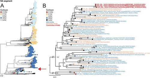 Figure 3. Phylogenetic relationship of the N2 gene sequences. Maximum Likelihood (ML) tree of Cambodian H14N2 viruses with HxN2 viruses. (A) Tree comprising all sequences in publicly available databases from 2018-2022. Red arrow indicates phylogenetic placement of Cambodian H14N2 in N2 tree for improved clarity. The tree was rooted to reflect geographic clades (B) comprising the >30 most closely related sequences. Sequences generated in this study are presented in red, with strain names emboldened. The tree was rooted against sequences from North America. Ultrafast bootstrap values (≥80) are presented. Scale bar indicates the number of nucleotide substitutions per site.