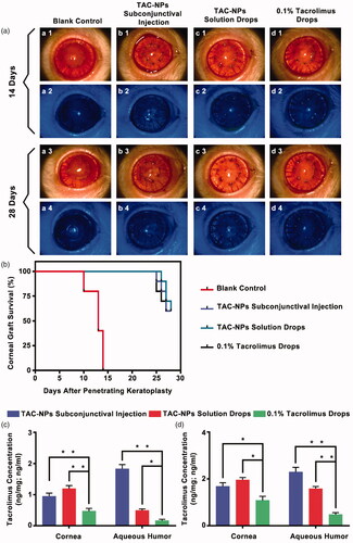 Figure 2. Clinical manifestations and tacrolimus concentration in rats (a) Clinical manifestations (magnification, 250×) of the anterior segment on postoperative day 14 and 28. (b) Survival curves of rat corneal grafts for all groups. The concentrations of tacrolimus in the corneas (ng/mg) and aqueous humor (ng/ml) on postoperative day 14 (c) and 28 (d). Error bars represent the means ± SD. *A statistically significant difference compared to the control groups at the level of p < .05 using Permutation test. N = 3.