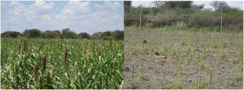 Figure 2. A day before and a day after crop raiding by elephants. Picture by K. Gontse (2015).