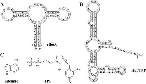 Figure 1. The secondary structures of RNAs generated by PLOR. (A) The secondary structure of riboA. (B) The secondary structure of riboTPP. (C) The chemical structures of adenine (the specific ligand for riboA) and TPP (the specific ligand for riboTPP).