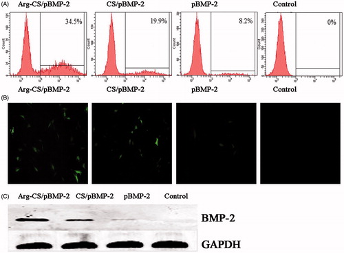 Figure 4. (A and B) The transfection efficiency of Arg-CS/pBMP-2 nanoparticles was determined by flow cytometry and fluorescent micrograph; (B) Western blot confirm the expression level of BMP-2 protein.