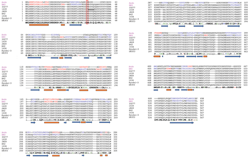 Figure 2. Structure-assisted multiple sequence alignment of Mfa1 proteins using PROMALS3D. the alignment is based on the precursor sequences of each Mfa1 protein (PDB code: 5dhm) structural model. The last line shows the consensus amino acid sequence. Representative sequences have magenta names and they are colored according to predicted secondary structures (red: alpha-helix, blue: beta-strand). Consensus secondary structure features are indicated as cylinders (α-helices) and arrows (β-strands) below the alignment. Consensus amino acid symbols are: conserved amino acids are in bold and uppercase letters; aliphatic (I, V, L): l; aromatic (Y, H, W, F): @; hydrophobic (W, F, Y, M, L, I, V, A, C, T, H): h; alcohol (S, T): o; polar residues (D, E, H, K, N, Q, R, S, T): p; tiny (A, G, C, S): t; small (A, G, C, S, V, N, D, T, P): s; bulky residues (E, F, I, K, L, M, Q, R, W, Y): b; positively charged (K, R, H): +; negatively charged (D, E): -; charged (D, E, K, R, H): c. the N-terminal amino acid sequence of 1439 is indicated by an underline. Amino acids within the gingipain cleavage site are highlighted by a red box. Upon cleavage by gingipain, the N-terminal region upstream of Arg49 is removed and polymerization is initiated.
