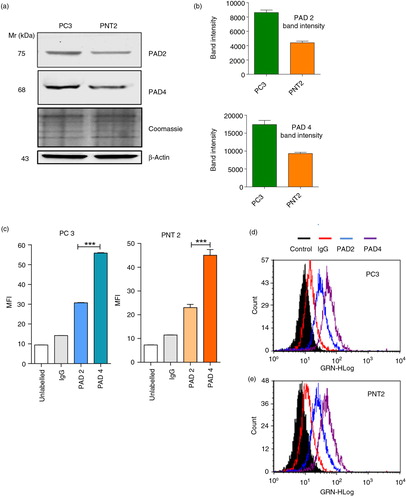 Fig. 1.  Immunoblotting and flow cytometry reveal higher detected PAD4 than PAD2 in PC3 and PNT2 cells and higher PAD2/4 expression in PC3 than PNT2 cells. (a and b) Western blot analysis and associated densitometry analysis (using Image J software) representing band intensity of healthy PC3 and PNT2 controls indicate higher detected PAD4 than PAD2 and of PAD2 and PAD4 in prostate cancer cells (PC3) compared to benign prostate cells (PNT2). Loading control: β-actin and Coomassie-stained SDS–PAGE. PC3 (c and d) and control PNT2 (c and e) cells were fixed, permeabilised and labelled with anti-PAD2 and anti-PAD4 antibody followed by FITC-IgG secondary antibody and analysed for PAD expression via flow cytometry. (c) Median fluorescence intensity (MFI) is a indicative of expression levels of PAD/cell. Significant differences were seen between PAD2 and PAD4 expression in both cell lines. Histograms in (d) represent% positive PC3/PNT2 cells for PAD2 and PAD4. Data represent the mean±SEM of 2 independent experiments performed in triplicate. *P<0.05, **P<0.001.