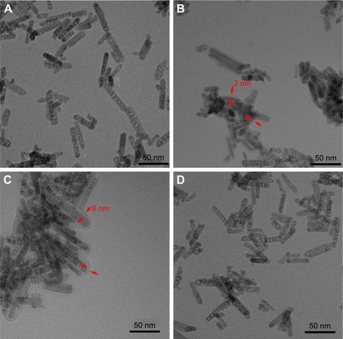 Figure 1 TEM images of (A) CeONRs; (B) PDS@CeONRs; (C) Lac-PDS@CeONRs; and (D) Lac-PDS@CeONRs after being treated with 10 mM GSH for 6 h.Note: The thickness of the PDS layer coated on the CeONRs were indicated by red arrows.Abbreviations: TEM, transmission electron microscope; CeONR, CeO2 nanorod; PDS, dithio-polydopamine; GSH, glutathione.