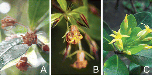 Figure 1  Pittosporum cornifolium individuals in flower. A, Light red colouring (photo: Kerry Jones, Hauturu/Little Barrier Island). B, Reddish brown colouring (photo: Rob L. Suisted, Wilton's Bush Reserve, Wellington). C, Yellow colouring (individual from the Poor Knights Islands).