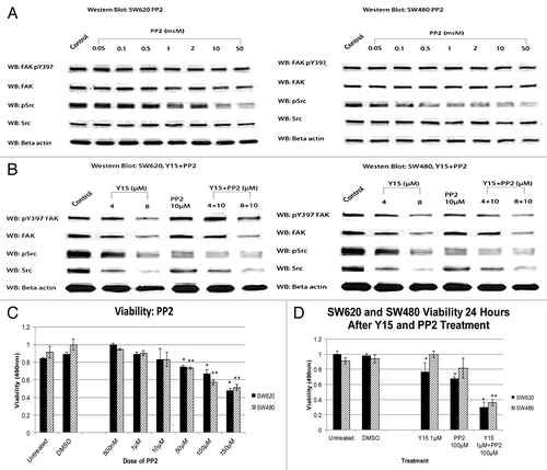 Figure 6. (A) Combination of Y15 and Src inhibitor PP2 decreased phosphorylation of FAK and Src and cancer cell viability more effectively than each inhibitor alone. SW620 (left panel) and SW480 (right panel) cells treated with Src inhibitor PP2 demonstrated dose-dependent decrease of pSrc compared with untreated cells, while FAK or Y397-FAK were less affected by PP2. (B) Combination of Y15 and PP2 decreased Y397-FAK and p-Src more effectively than each inhibitor alone in SW620 cells. Left panel: SW620 cells. Western blotting was performed on Y15, PP2, and Y15+PP2-treated cells with Y397FAK, p-Src, FAK, and Src antibodies. Beta-actin was used as a control. Right panel: The same effect was observed in SW480 cells (right panel). (C) PP2 decreased viability of SW620 and SW480 cells in a dose-dependent manner. (D) Combination of Y15 and PP2 decreased more significantly viability of SW620 and SW40 cells than each inhibitor alone. *,**P < 0.05 vs. Y15, PP2, and untreated cells.