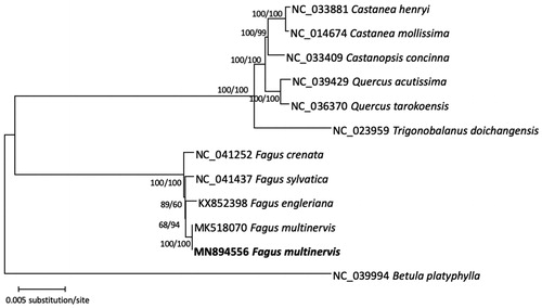 Figure 1. Neighbor-joining and maximum-likelihood phylogenetic tree based on multiple sequence alignment of 11 Fagaceae chloroplast genomes: Fagus multinervis (MN894556 in this study and MK518070), F. engleriana (KX852398), F. sylvatica (NC_041437), F. crenata (NC_041252), Trigonobalanus doichangensis (NC_023959), Quercus tarokoensis (NC_036370), Q. acutissima (NC_039249), Castanopsis concinna (NC_033409), Castanea mollissima (NC_014674), and C. henryi (NC_033881). Betula platyphylla (NC_039994) was used as an outgroup. Phylogenetic tree was drawn on neighbor-joining tree. The numbers above branches indicate bootstrap support values of neighbor joining and maximum-likelihood phylogenetic trees.