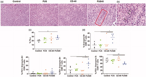 Figure 3. FUS40 enhanced the recruitment of leukocytes and prevented T-cell dysfunction. (a) Compared to other groups, FUS40-treated tumors exhibited relatively higher perivascular infiltration of lymphocytes (red box) within the tumor mass upon qualitative imaging by a veterinary pathologist blinded for the groups; n = 5, Hematoxylin:Eosin stain, Bar = 50 μm. (b) Enlarged view of FUS40 tumor sections (red box) showing perivascular infiltration of lymphocytes (black arrows), Bar = 20 μm. Differences were analyzed by an unpaired t test assuming unequal variance. (c) Flow cytometry showed that the frequency of tumor infiltrating leukocytes in FUS40 tumors was significantly greater than the control tumors. (d) Percentage of Granzyme-B + CD3+ CD8+ T cells was significantly higher for FUS40 (2–3-fold) compared to all other groups. FUS40 preserved activated CD8+ T cell from functional exhaustion by inhibiting PD-1 expression and enhancing Granzyme B production. For all channels, positive and negative cells were gated on the basis of fluorescence minus one control. Results are shown as mean ± SEM. *p < .05, Data were analyzed using a one-way ANOVA followed by Fisher’s LSD without multiple comparisons correction.