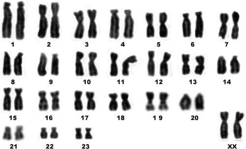 Figure 1. 48-chromosome karyotype of E. quercinus from the Sicilian population. Chromosomes 16 and 19 show secondary constrictions.