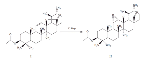 Scheme 1. Biotransformation of 3β-acetoxyurs-11-en-13β, 28-olide with Aspergillus niger.