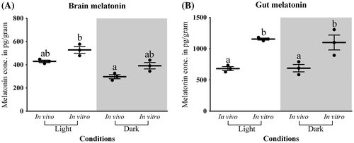 Figure 7. In vivo and in vitro melatonin synthesis in (A) Brain and (B) Gut tissues was analyzed by two-way analysis of variance followed by Student–Newman–Keuls.