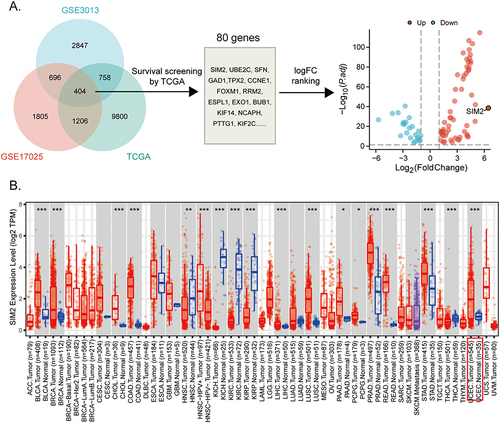 Figure 1 Screening of prognostic markers in UCEC. (A) The screening process of prognostic genes in UCEC. (B) SIM2 expression across diverse cancer types by TIMER2.0. *: p< 0.05; **: p<0.01; ***: p<0.001.