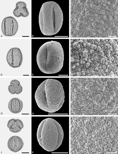 Figure 7. LM (A, D, G, J) and SEM (B, C, E, F, H, I, K, L) micrographs of dispersed fossil Fagaceae pollen. A–I. Quercus sp. 1 (Quercus Group Cerris), close-ups of central mesocolpium. J–L. Quercus sp. 2 (Quercus Group Ilex), close-up of mesocolpium. Scale bars – 10 µm (A, B, D, E, G, H, J, K), 1 µm (C, F, I, L).