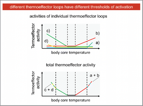 Figure 4. Different thermoeffector loops have different thresholds of activation.