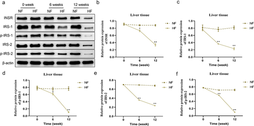 Figure 4. Changes of insulin receptor-related proteins expression levels in the liver tissues in different periods. a – f: changes in the protein expression levels of INSR, IRS-1, p-IRS-1, IRS-2 and p-IRS-2 in the liver tissues of mice in the two groups at different periods. *P < 0.05, **P < 0.01 vs. NF group.