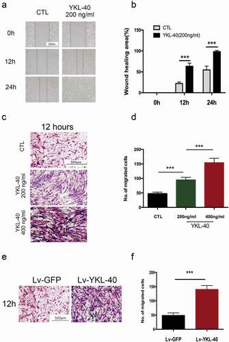 Figure 2. YKL-40 enhances the migration ability of BSMC.