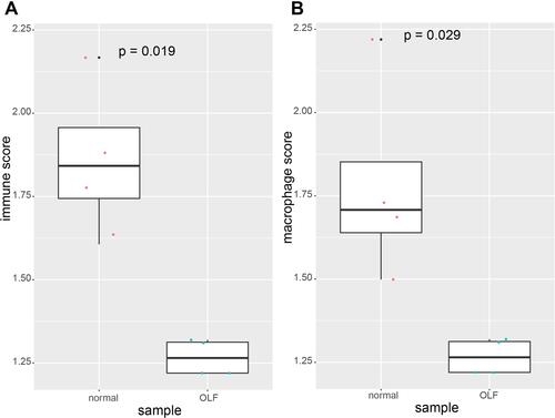 Figure 2 The comparison of immune score and macrophage score between normal samples and OLF samples based on ssGSEA algorithm. (A) Immune score. (B) Macrophage score.