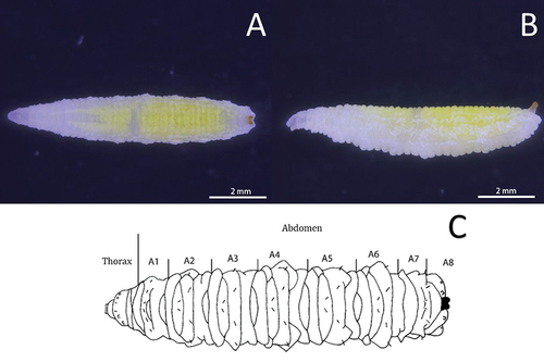 Figure 2. Third instar (L3) of a preserved larva of Sphaerophoria rueppellii: A. Dorsal view; B. Lateral view; C. Drawing of the larva in dorsal view with indication of boundaries between abdominal segments. Yellow parts are fatty bodies (A, B).