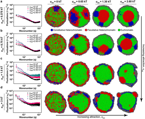 Figure 4. The interplay between heterochromatin-heterochromatin and heterochromatin-shell interactions. (a-d) Fourier spectra of nuclear shape fluctuations and corresponding snapshots for different self-affinities of heterochromatin (different for different colors in each plot and increasing from left to right across each row) and different heterochromatin-shell interactions strengths (increasing from top row to bottom row). (a) the attraction affinities between facultative heterochromatin domains are varied, and the shell is set to uHS = 0.375 kT. The polymer volume fraction is set to φ = 19%. (b) The attraction affinity between shell and heterochromatin domains is set to uHS = 0.75 kT. (c) the attraction affinity between shell and heterochromatin domains is set to uHS = 1.5 kT. (d) the attraction affinity between shell and heterochromatin domains is set to uHS = 3 kT.