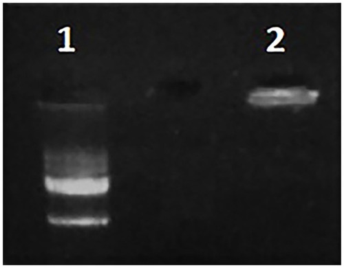 Figure 3 Plasmid mobility retardation assay by 1% agarose gel. DNA marker (1). PM/pG-CX-bF dendriplex at N/P ratio of 5 (2). PAMAM interacted sufficiently with the pG-CX-bF-PE and neutralized its negative charge and so the plasmid was retarded in the well.