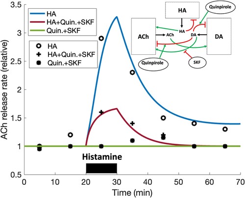 Figure 8. Effect of DA receptor agonists/antagonists. ACh release rates are computed when given only HA (blue), HA, quinpirole and SKF 83566 (red) and only quinpirole and SKF 83566 (green). Quinpirole is a D2,D3 DA receptor agonist (more inhibition of ACh) and SKF 83566 is a D1 DA receptor antagonist (less stimulation of ACh). Quinpirole and SKF 83566 are given 20 min before timing for the 70 min period starts and HA is given from 20 to 30 min. The markers represent data redrawn from Figure 3 in [Citation32]. Error bars are omitted but range from 0.1 to 0.3 units, and our model curves fall within them.