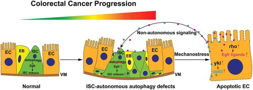 Figure 1. The role of autophagy in regulation of intestinal stem cell proliferation and colorectal cancer progression. Blockages in the autophagy pathway stabilize Egfr, which autonomously activates ISC proliferation. Excess ISC divisions trigger general epithelial stress, EC-localized yki and rho (Egfr ligand splicer) activation, which promote the production of upd3 and the activation of Egfr ligands, respectively. This catalyzes a feedforward reaction and massive ISC hyperplasia. ISC hyperproliferation-generated local mechano-stress could potentially magnify proliferation signals. This process mimics carcinogenic processes (from early-stage cancer stem cells to cancer), and suggests a tumor suppressive role for autophagy in early stages of colorectal cancer progression. ISC, intestinal stem cell; EB, enteroblast; EC, enterocyte; VM, visceral muscle; yki, yorkie; upd3, unpaired 3; rho, rhomboid.