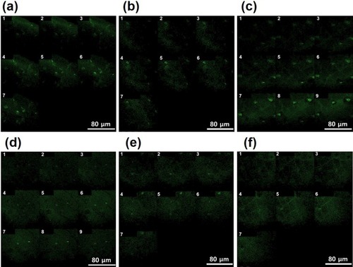 Figure 4 Penetration of FITC-labeled PGA-4HGF through the porcine skin after incubation with shaking (150 rpm) for (A) 0.5 hrs, (B) 3 hrs, and (C) 6 hrs, or without shaking for (D) 0.5 hrs, (E) 3 hrs, and (F) 6 hrs. Depth specifications: (A) 1: 15 µm, 2: 35 µm, 3: 85 µm, 4: 135 µm, 5: 185 µm, 6: 235 µm, and 7: 285 µm. (B) 1: 830 µm, 2: 860 µm, 3: 890 µm, 4: 950 µm, 5: 980 µm, 6: 1010 µm, and 7: 1070 µm. (C) 1: 1600 µm, 2: 1650 µm, 3: 1700 µm, 4: 1750 µm, 5: 1800 µm, 6: 1850 µm, 7: 1900 µm, 8: 1950 µm, and 9: 2000 µm. (D) 1: 0 µm, 2: 50 µm, 3: 100 µm, 4: 150 µm, 5: 200 µm, 6: 250 µm, 7: 300 µm, 8: 350 µm, and 9: 400 µm. (E) 1: 720 µm, 2: 750 µm, 3: 780 µm, 4: 840 µm, 5: 870 µm, 6: 900 µm, and 7: 960 µm. (F) 1: 910 µm, 2: 940 µm, 3: 970 µm, 4: 1030 µm, 5: 1060 µm, 6: 1090 µm, and 7: 1150 µm.