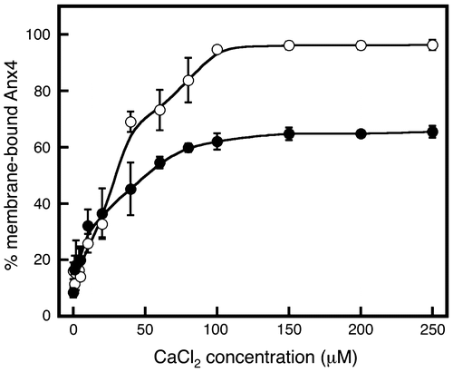 Fig. 2. Calcium-dependent membrane association of Anx4.Notes: Membrane association by wild-type Anx4 was investigated in various concentrations of calcium in the absence (open circles) and presence (closed circles) of 150 mM sodium chloride. Data represent the average ± standard deviation of three independent experiments.