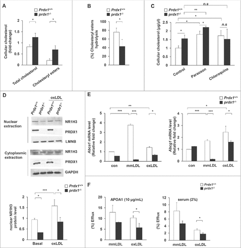 Figure 2. Prdx1 deficiency inhibits acidic cholesterol lipolysis in macrophages. (A) Following incubation with oxLDL (50 μg/ml) for 30 h, the levels of total cholesterol and cholesteryl ester (CE) were measured in peritoneal Mφs using a cholesterol quantification kit. Variations in cholesterol are expressed as fold change relative to the control. (B) CE hydrolysis was calculated as follows: % hydrolysis = (CEi – CEf)/(CEi)*100, where CEi represents the CE mass immediately after oxLDL loading, and CEf represents the CE mass after the cells were incubated for 30 h. (C) Peritoneal Mφs were incubated with oxLDL for 30 h, and CE content was determined in the presence or absence of the indicated reagents (100 μM paraoxon, 30 μM chloroquine). (D) Isolated peritoneal Mφs from the indicated mice were treated with oxLDL for 6 h. Nuclear and cytoplasmic extracts were prepared, and NR1H3 was detected by immunoblotting. Quantitative data of nuclear NR1H3 represent the fold change after normalizing protein band intensity to LMNB (lamin B). (E) mRNA levels of Abca1 and Abcg1 in Prdx1+/+ and prdx1−/− murine peritoneal Mφs after treatment with modified LDL (50 μg/ml), as determined by quantitative real-time PCR. (F) Isolated Mφs were incubated for 30 h in media containing modified LDL (50 μg/mL) with 3H-cholesterol (5 μCi/mL), and cholesterol efflux was determined in the presence of human recombinant APOA1 (10 μg/mL) or mouse serum (2%) for 6 h. Efflux is expressed as a percentage of 3H-cholesterol in medium to 3H-cholesterol in medium+3H-cholesterol in cells. P < 0.05, **P < 0.01, and ***P < 0.001, by the Mann-Whitney test. All experiments were performed 3 times, and all graphs are representative of 3 separate experiments (A, B, C and D, n = 15 per group; E and F, n = 10 per group). Data represent the mean ± SEM.