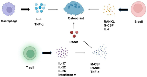 Figure 2 Effect of immune cells on osteoclasts. IL-7 secreted by B cells can increase osteoclasts. The G-CSF secreted by B cells can increase the proliferation of osteoclast progenitor cells and lead to an increase in osteoclasts. Activated B cells can also activate osteoclast formation by secreting RANKL. Proinflammatory cytokines secreted by macrophages can increase osteoclast production. A variety of cytokines secreted by a variety of T cells, such as IL-17 and IL-22, can further induce the expression of M-CSF, RANKL and TNF-α, thereby enhancing RANK levels in osteoclast precursors and promoting osteoclast maturation.