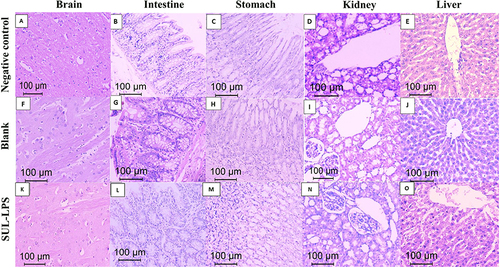 Figure 10 Photomicrograph of representative tissues within normal histologic limits of the brain (A,F and K), intestinal mucosa (B,G and L), gastric mucosa (C,H and M), kidney (D,I and N) and liver (E,J and O) in the negative control, blank, and SUL-LPS, respectively, ×200, H&E.