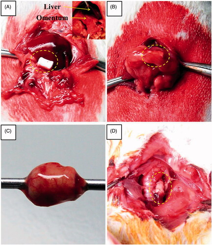 Figure 3. Gross morphology of oesophageal implantation into the greater omentum. (A) The greater omentum was brought out of the peritoneal cavity. (B) The oesophageal scaffold was embedded into the lower portion of the greater omentum and wrapped using 4–0 Vicryl sutures. (C) After two weeks of implantation, the cultured scaffold was harvested. (D) Orthotopic-cultured oesophageal scaffold implantation into the cervical oesophagus.