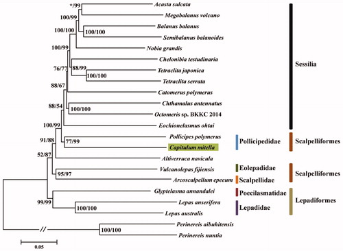 Figure 1. Phylogenetic trees of Capitulum mitella and other barnacles based on nucleotide data of 13 PCGs. Green-shaded box represents C. mitella. Different colors indicate different orders or families. The numerical values at the node represent the bootstrap value from MEGA (left) and PhyloSuite (right) software, respectively. ‘*’ represents bootstrap value is less than 50.