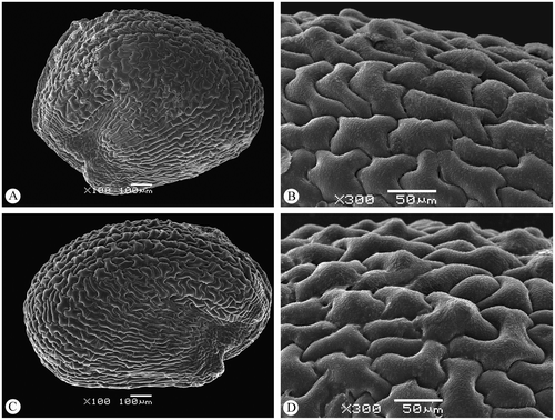 Figure 8. Scanning electron micrographs of Arthrocnemum macrostachyum seed. (A), (B) Seed of central flower (100× and 300×, respectively). (C), (D) Seed of lateral flower (100× and 300×, respectively). Origin of the material: Spain, Almeria, 1982, G. Kunkel 19855 (B).