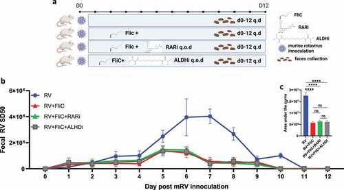 Figure 6. Flagellin inhibition of mRV infection is independent of RAR signaling. Mice were administered intraperitoneally with PBS, fliC (flagellin, 10ug) ± RARi or ALDHi every other day (q.o.d) during rotavirus infection. (a) Experiment approach. (b) ELISA measured fecal rotavirus shedding levels over time, normalized to sample weight. (c) Areas under the curve analysis of (b). Results are mean ± SD. **** p < .0001. ns, not significant.
