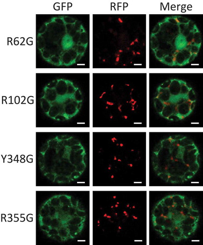 Figure 2. The role of the amino acids related to heme binding of Arabidopsis Cat2 in its subcellular localization.Arabidopsis AtCat2 with GFP fused at the N-terminus and RFP-PTS1 were transiently expressed under control of constitutive CaMV35S promoter in Arabidopsis protoplasts. The transfected protoplasts were observed for signals of GFP (left) and RFP (middle), and they were merged (right). The four amino acids (positions 62, 102, 348 and 355 from the N-terminus of AtCat2) related to heme binding were substituted with Gly (R62G, R102G, Y348G and R355G, respectively). Scale bars = 5 µm.