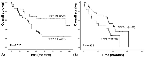 Figure 2 Survival analysis of TRF1 in squamous cell carcinoma (A) and TRF2 in adenocarcinoma (B).