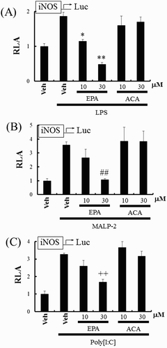 Figure 3. EPA, but not ACA, suppresses iNOS expression induced by TLR agonists. (A–C) RAW 264.7 cells were transfected with iNOS-luciferase reporter plasmid and pretreated with EPA (10, 30 μM) or ACA (10, 30 μM) for 1 h and then treated with LPS (10 ng/mL) (A), MALP-2 (10 ng/mL) (B), or Poly[I:C] (10 μg/mL) (C) for an additional 8 h. Cell lysates were prepared, and luciferase enzyme activities were determined. Values represent the mean ± SEM (n = 3). *, Significantly different from LPS alone, p < .05 (*), p < .01 (**) (A). #, Significantly different from MALP-2 alone, p < .01 (##) (B). +, Significantly different from Poly[I:C] alone, p < .01 (++) (C). Veh, vehicle; EPA, eicosapentanoic acid; ACA, arachidic acid.