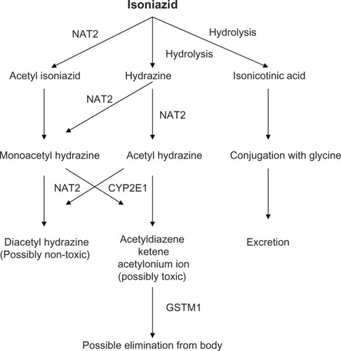 Figure 1 Suggested metabolic pathways of isoniazid and metabolites via NAT2, CYP2E1, and GSTM1. © Copyright Future Medicine. Reprinted with permission from Roy PD, Majumder M, Roy B. Pharmacogenomics of anti-TB drug-related hepatotoxicity. Pharmacogenomics. 2008.Citation19